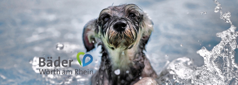 Hund im Schwimmbad