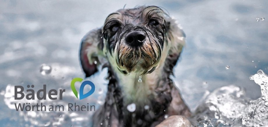 Hund im Schwimmbad